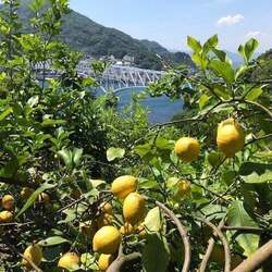 広島県呉市のふるさと納税返礼品・栽培期間中農薬不使用! 「大和レモン」とは? 