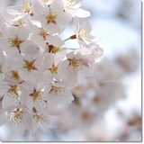 桜の花をかわいく撮る5つのコツ！　春色の写真を撮りに出かけよう