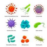 【クイズ】ウイルスと細菌はなにがちがうの？『科学の教養365』Vol.4