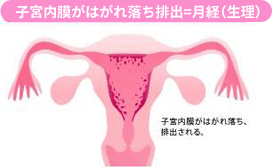 子宮内膜がはがれ落ち排出=月経（生理）