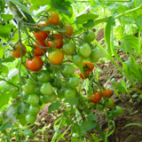 【家庭菜園】ミニトマトが好む環境と収穫UPのポイントは？