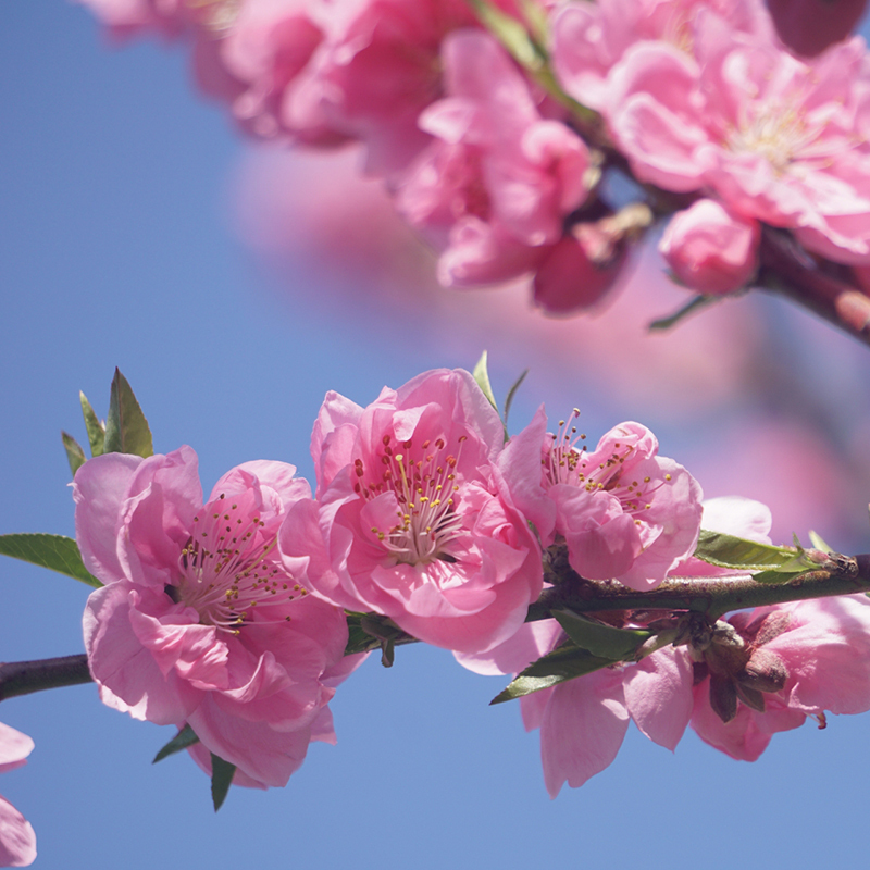 桃色 ももいろ とは 日本の伝統色 Japanese Traditional Colors