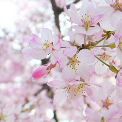 桜色（さくらいろ）とは？～日本の伝統色 Japanese Traditional Colors～