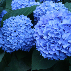 青紫（あおむらさき）とは？～日本の伝統色 Japanese Traditional Colors～