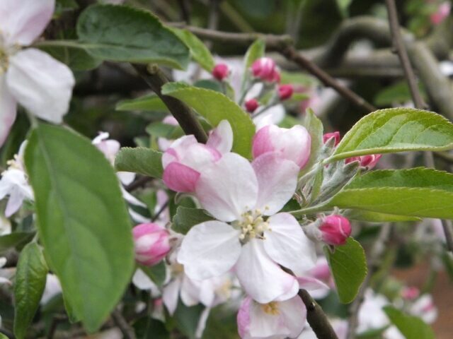 リンゴの花言葉 花 実 木それぞれに花言葉があるって知ってました