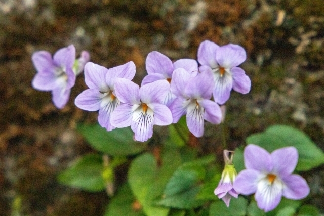 菫 スミレ の花言葉 英語名はヴァイオレット 名前の由来や花の特徴