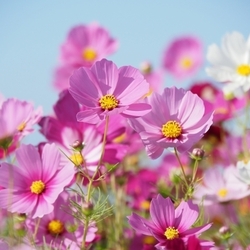 胡蝶蘭 コチョウラン の花言葉 お祝い事に選ばれる花の特徴や名前の由来 色別にも解説