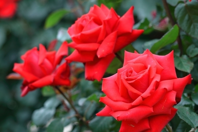 薔薇 バラ の花言葉 色や贈る本数によっても違う バラの特徴や由来を