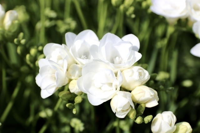 フリージアの花言葉 色も香りも豊富なフリージア 名前の由来や特徴を解説