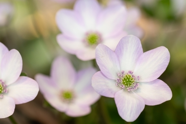 雪割草 ミスミソウ の花言葉 春を告げる花としても知られる雪割草 名前の由来や特徴を解説