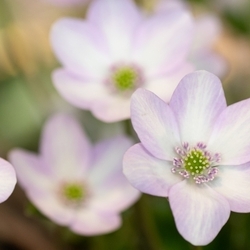 雪割草（ミスミソウ）の花言葉｜春を告げる花としても知られる雪割草、名前の由来や特徴を解説