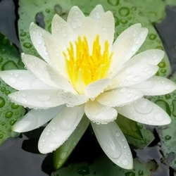 スイレンの花言葉｜仏教をイメージもあるスイレンの概要や特徴、花言葉、名前の由来