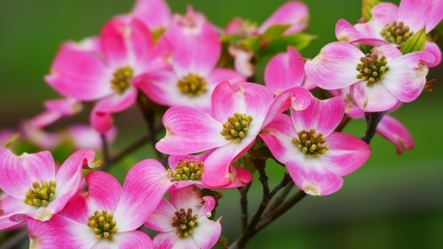 ハナミズキ 花水木 の花言葉 名前の由来や特徴について解説