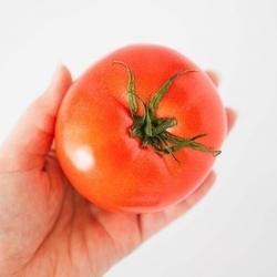 夏においしいトマト、体にいいと思って食べ過ぎると思わぬ影響が出る可能性も…!?1日何個までがおすすめ？