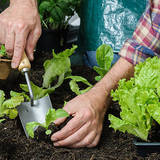 家庭菜園で育てやすい！　初心者向けの秋植え野菜5選