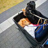 実体験レポート！　犬との一泊旅行を心地よく過ごすには？