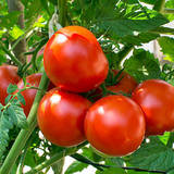 【夏野菜】旬を味わおう！　栄養たっぷりなトマトフル活用レシピ