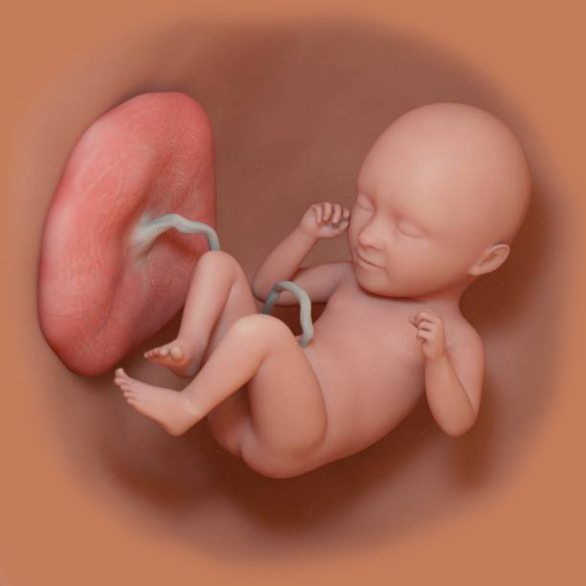 【医師監修】胎盤ってどんなもの？ 前置胎盤など、胎盤のトラブルとは？