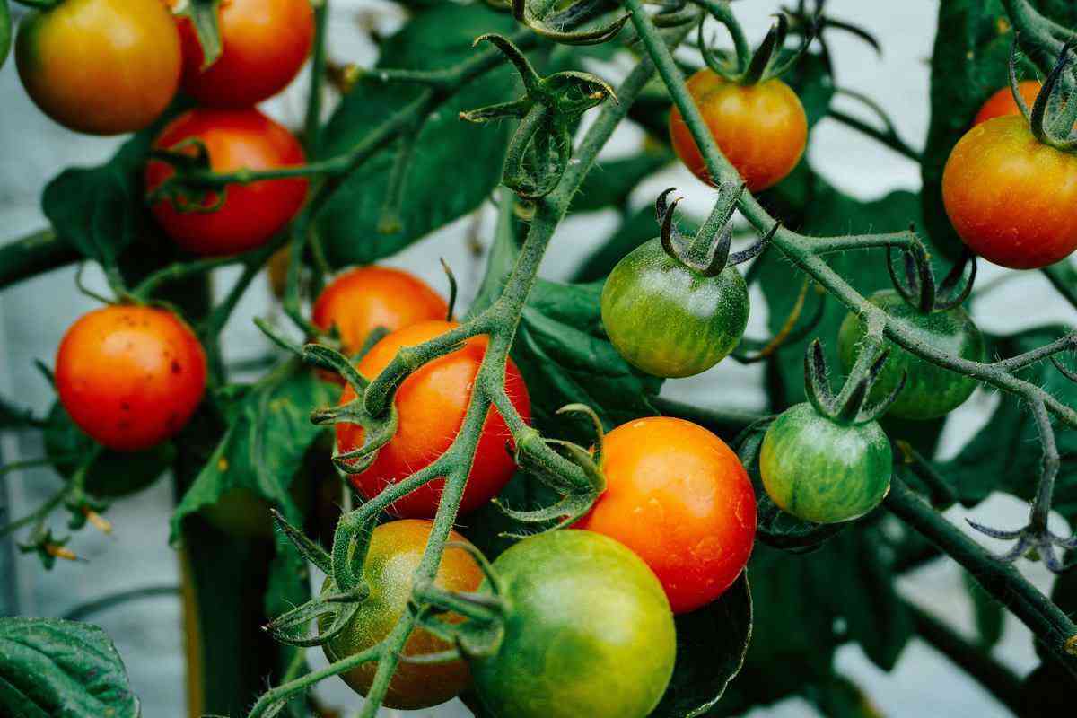 ガーデニング 家庭菜園でトマトを育てるコツ 栽培カレンダーとお世話のポイント マイナビウーマン子育て