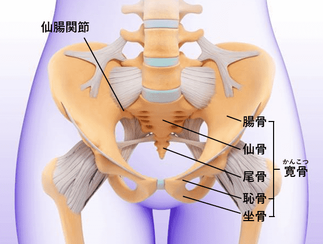 痛み 妊婦 股関節