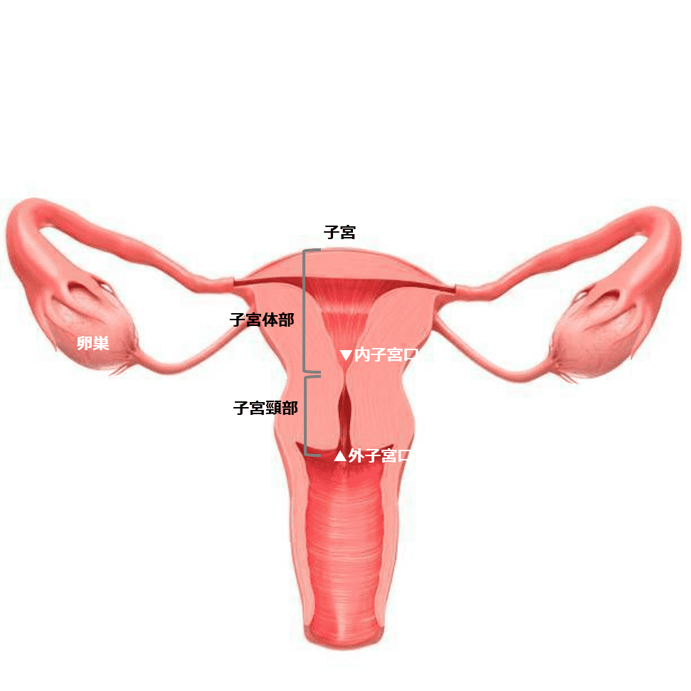 医師監修 出産のとき 子宮口はどれくらい開く お産の進み方 マイナビ子育て
