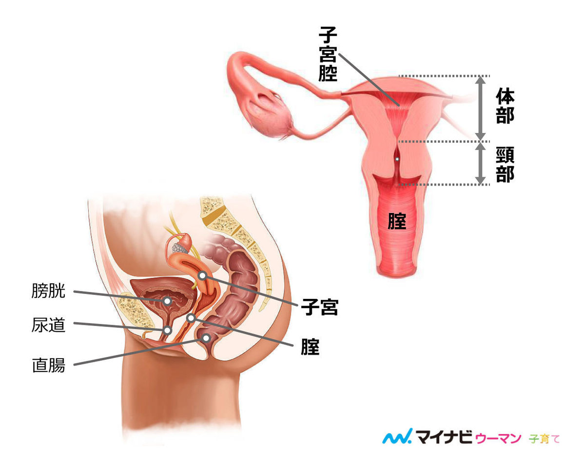 妊娠 初期 子宮 の 痛み