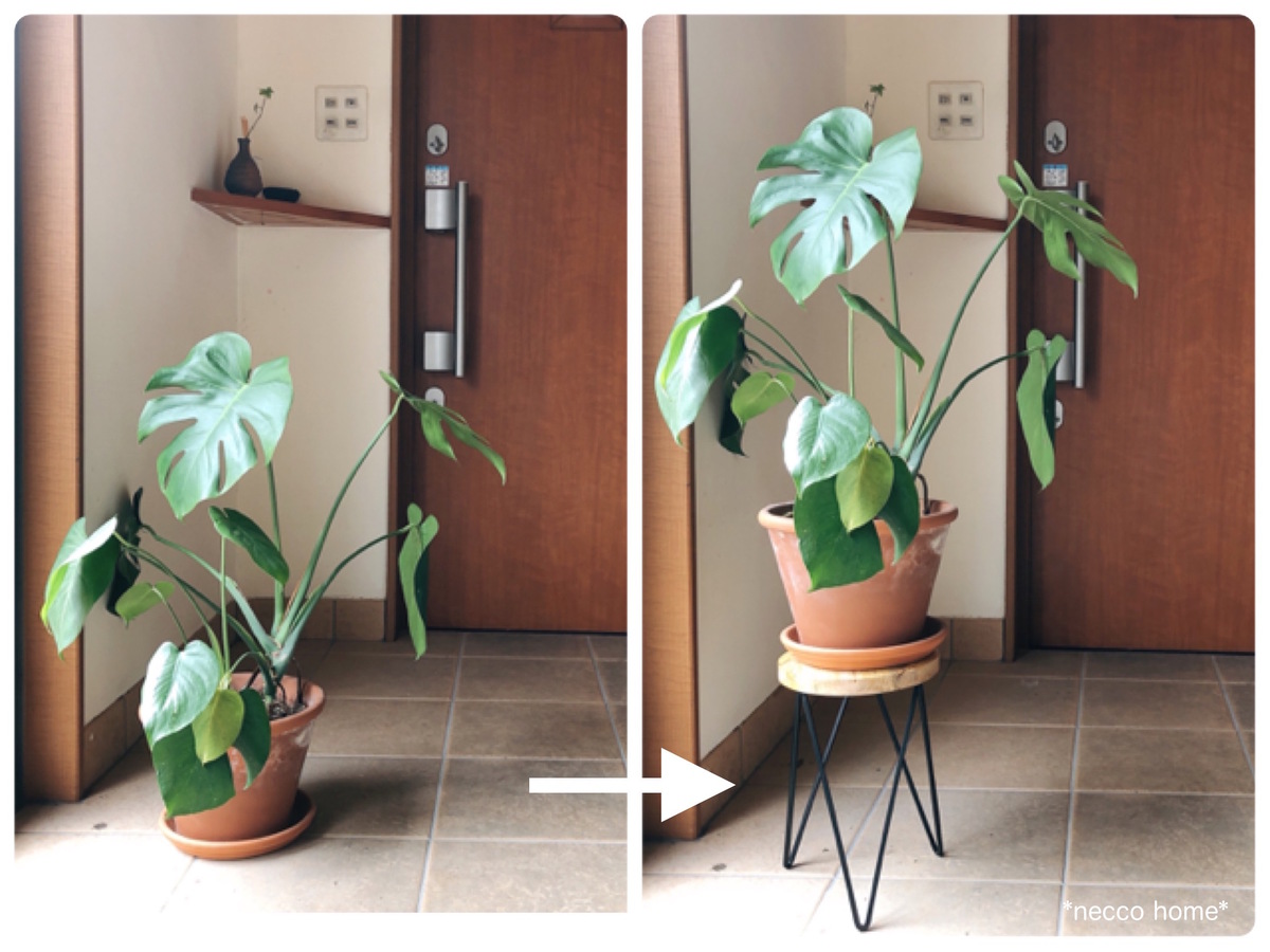 植物を置くおしゃれな サークルスタンド が家中で使えるワケ マイナビ子育て