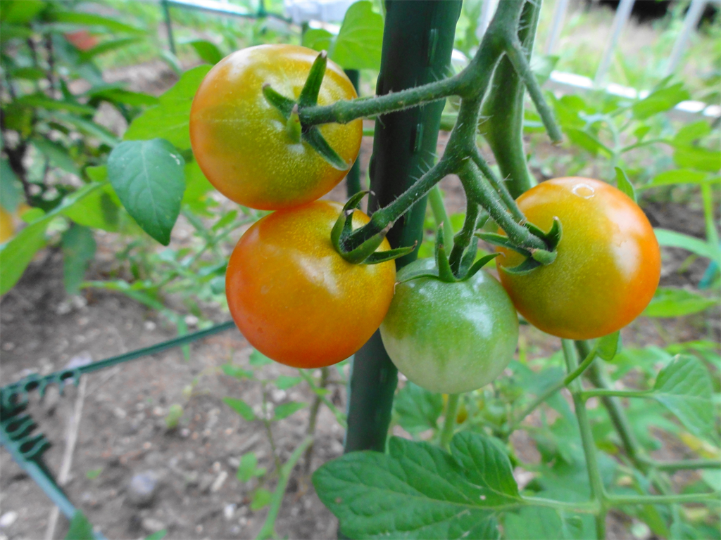 家庭菜園 ミニトマト を育ててみた 21年6月30日 Biglobeニュース